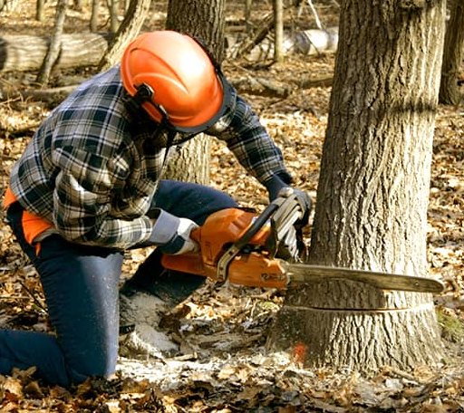 Tree Removal in Walkerville, MI